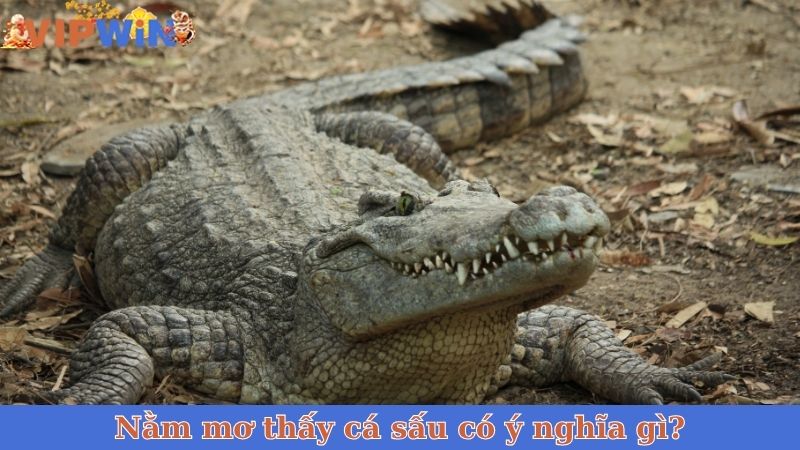 Nằm mơ thấy cá sấu có ý nghĩa gì?